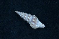 藏品(白瘤捲管螺)的圖片